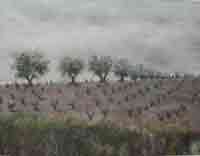  Olivos en Valdelaguna, 2002 